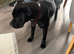 Staffy cross American bull dog girl