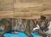 Looking for Her Forever Home ️ – A Heartbreaking Decision for Our Much-Loved Girl