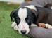Puppies
