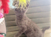 British Shorthair X Ready Now