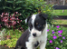 6 Adorable Border Collie Puppies