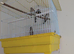 2x 2026 goldfinch cocks