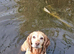 Beautiful & Loving Cocker Spaniel Seeking Her Forever Home