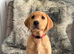 Exceptional Kc registered Labrador puppies 8 weeks
