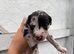 Lurcher pups for sale