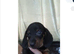 Dachshund Puppies for Sale