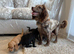Cocker spaniel pups