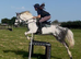 Hunting/Pony club Pony