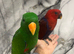 Ready Now Baby Handreared Super Tame Eclectus Parrot,18