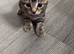 2 beautiful tabby&rsquo;s ready now
