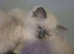 Ragdolls kittens