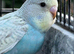 Baby budgies for sale 2 months old