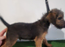 Lakeland terrier