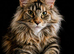 Price drop!!!Maine Coon Kittens ready for reservation