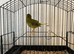 2024 green fife cock