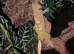 2 crested geckos