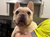 male frenchie cream