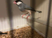 Java finch pair
