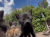Kittens for sale