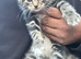 Stunning litter of Ragdoll x Bengal kittens ready now