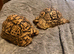 Male and female leopard tortoises