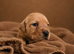 Red / Dark Yellow labdrador retriever puppies