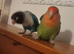 Hand tamed love bird
