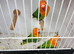 Green opaline sp blue lovebirds
