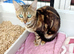 7 amazing Bengal kittens for sale