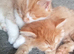 Gorgeous Ginger and White Fluffy Tabby