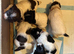 Gorgeous KC Springer Spaniel Puppies