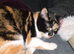 Calico cat