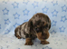 Stunning True Minis * BOYS ONLY * READY NOW*