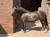 Flashy Welsh C Allrounder