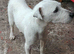 working terrier parson jack russell male
