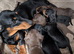 Quality KC / PRA clear Miniature Dachshund Puppies from Licensed Breeder