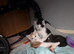 1 adorable boy kitten left ready to in 2weeks