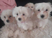 Bichon