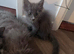 Maine coons