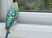 Two young cock budgies