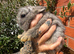 Ready now Netherland dwarf babies