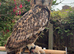Bengal eagle owl