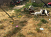 4 patterjack dog pups