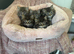 Maine coon x Persian kittens
