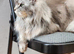 XL ACTIVE FEMALE MAINECOON