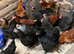 Point of lay pullets