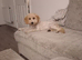 20 week old cockapoo