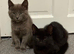 2 Kittens Grey and Black Pair