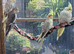 16 young aviary cockatiels pied pearl lutino and greys