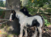 Stunning Cob Colt